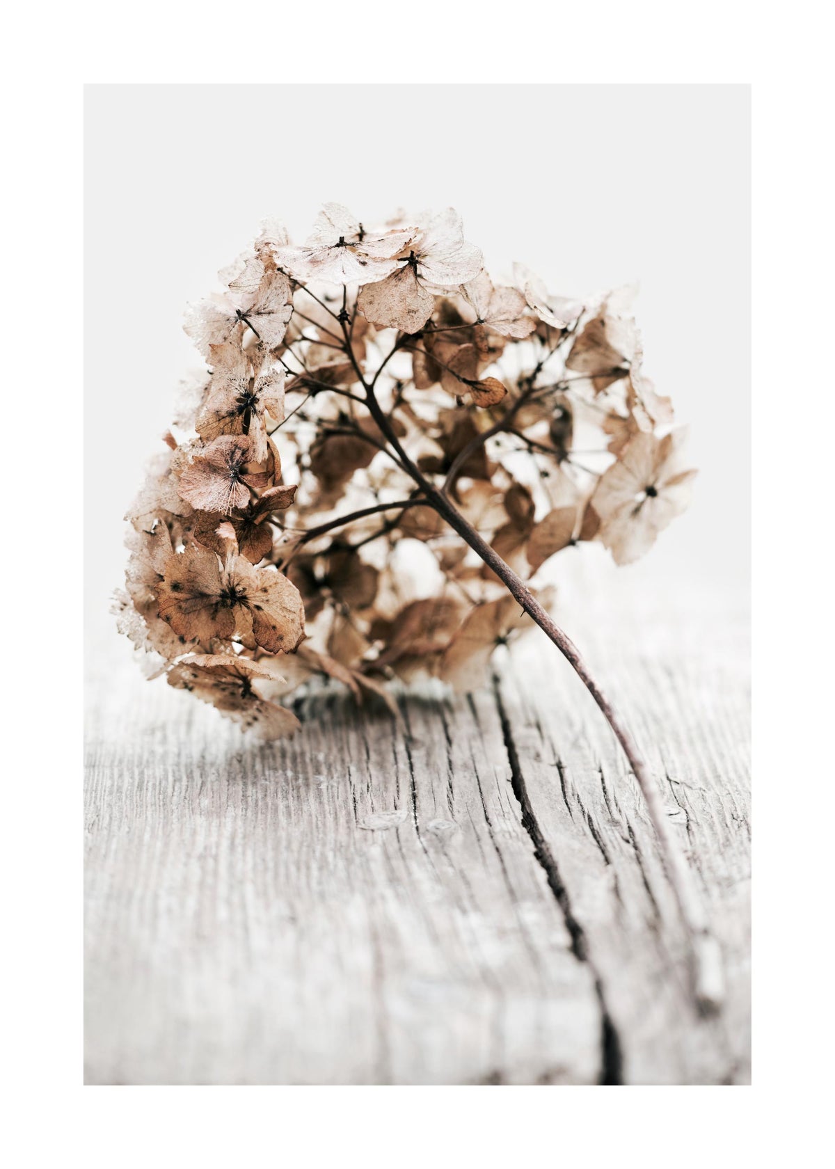 Hydrangea Twig Print