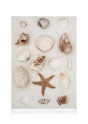 Seashells and Starfish Canvas