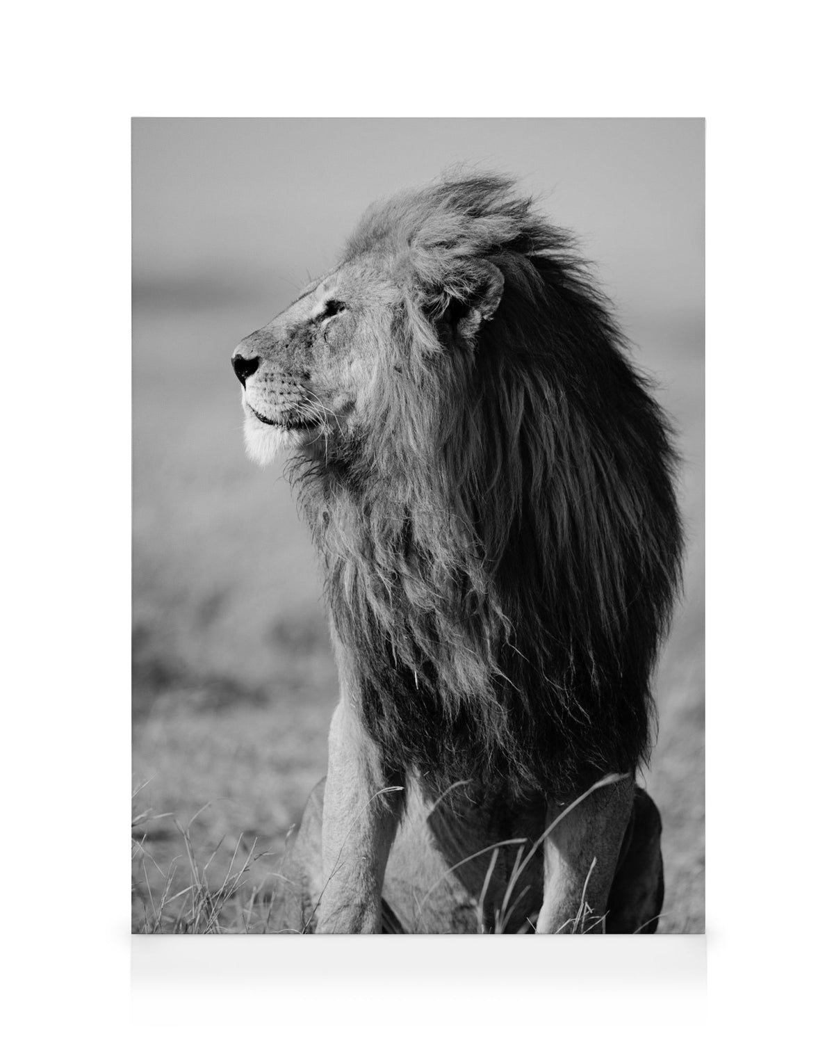 Lion in the Wild Canvas print