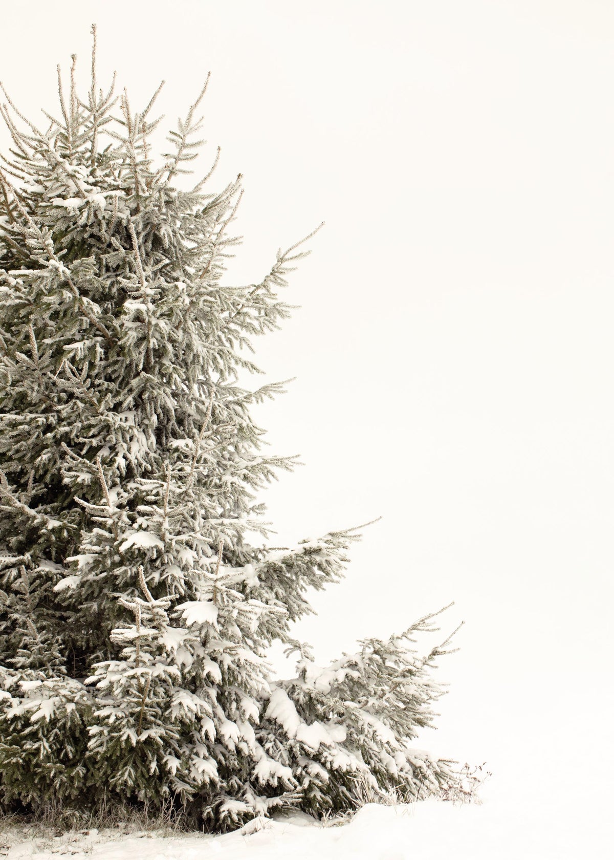 Snowy Holiday Tree Poster