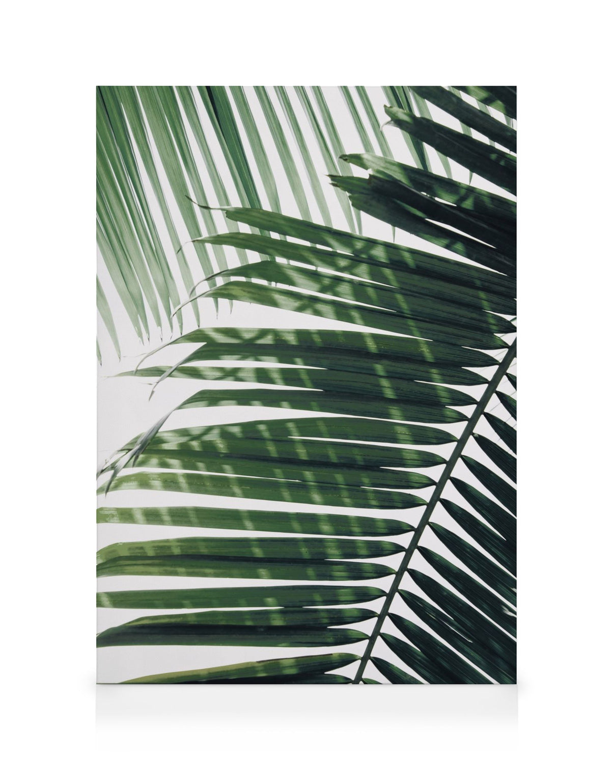 Sunray Palm Canvas print