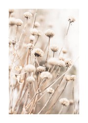 Delicate Dry Flowers Print