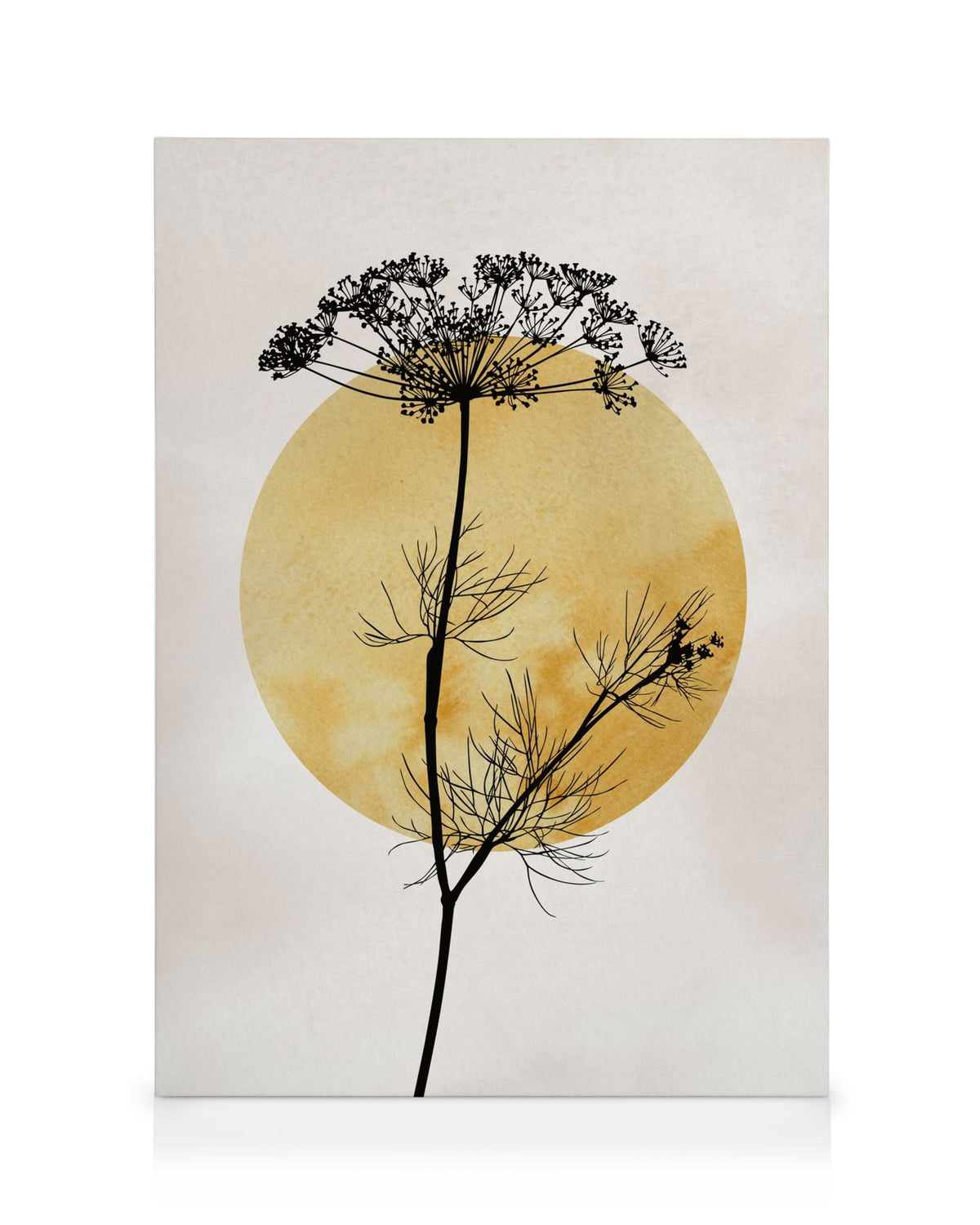 Anthriscus Silhouette Canvas print