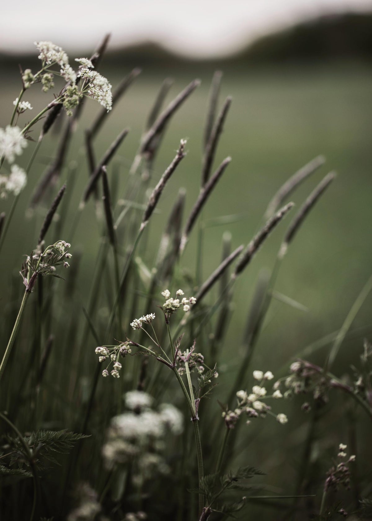 Grass In Bloom Print