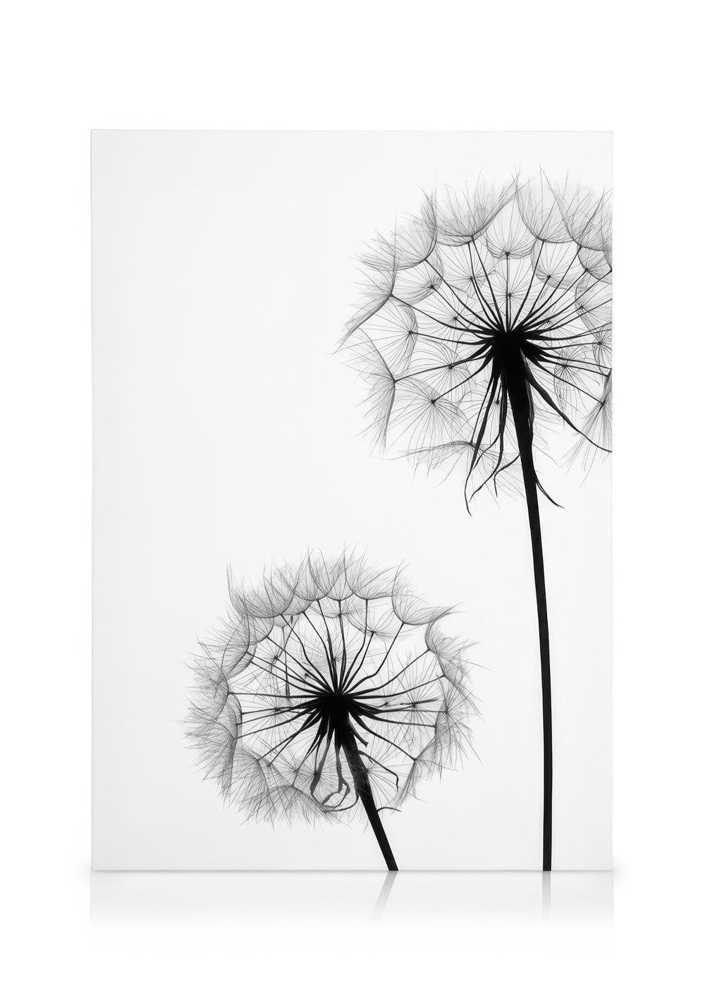 Dandelion No1 Canvas print