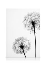 Dandelion No1 Canvas print
