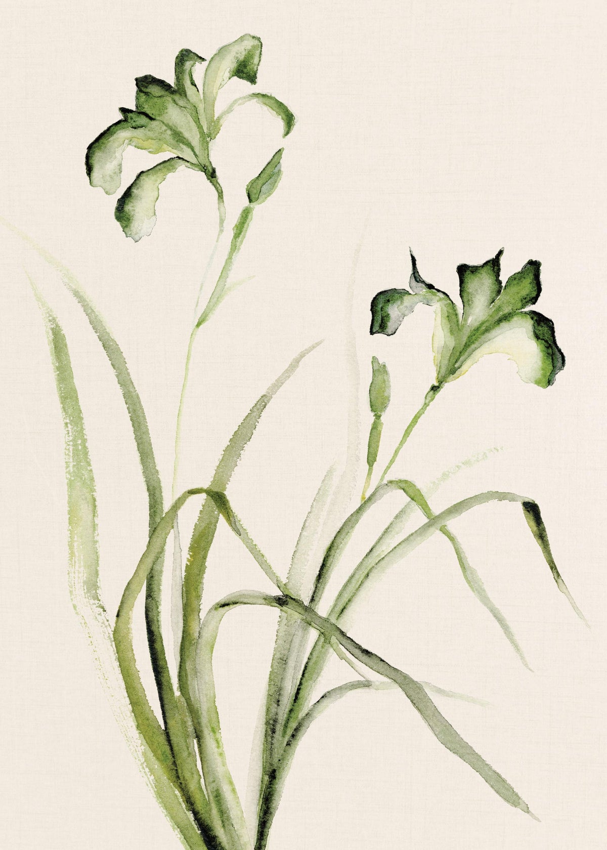 Watercolor Irises Print