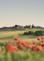 Tuscan Poppies No3 Print