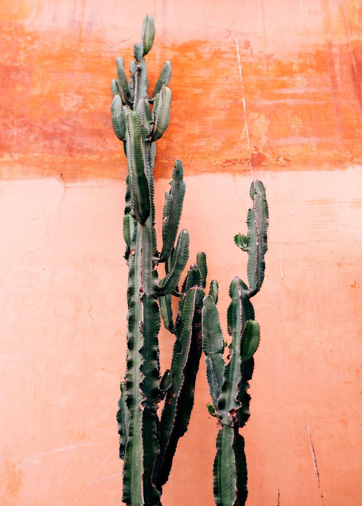 Orange Cactus Wall Print