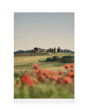 Tuscan Poppies No3 Canvas print
