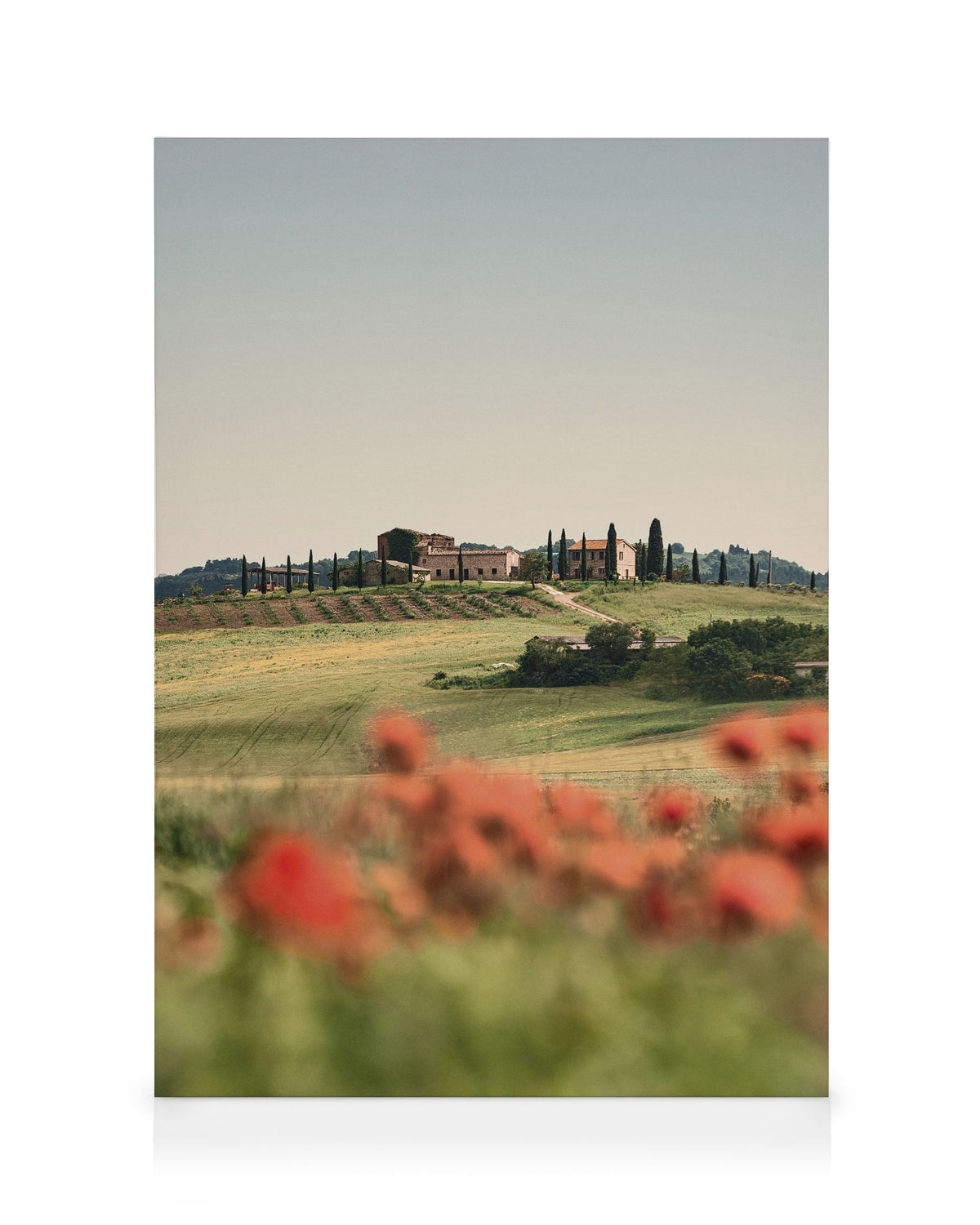 Tuscan Poppies No3 Canvas print