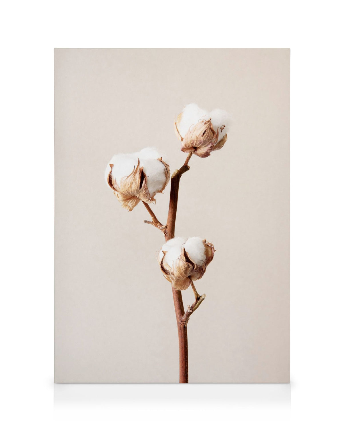 Cotton Flower No2 Canvas print