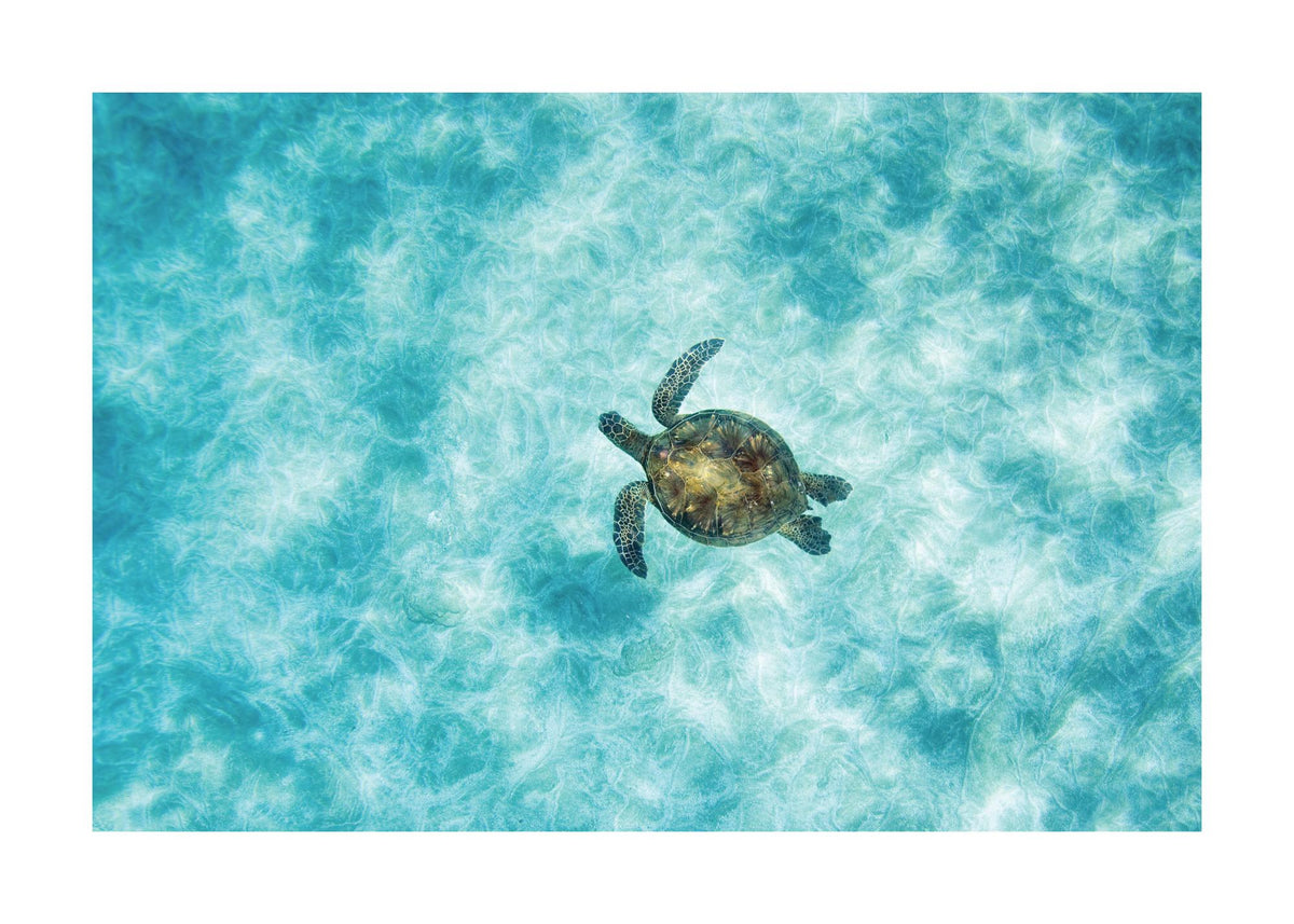 Green Sea Turtle Print