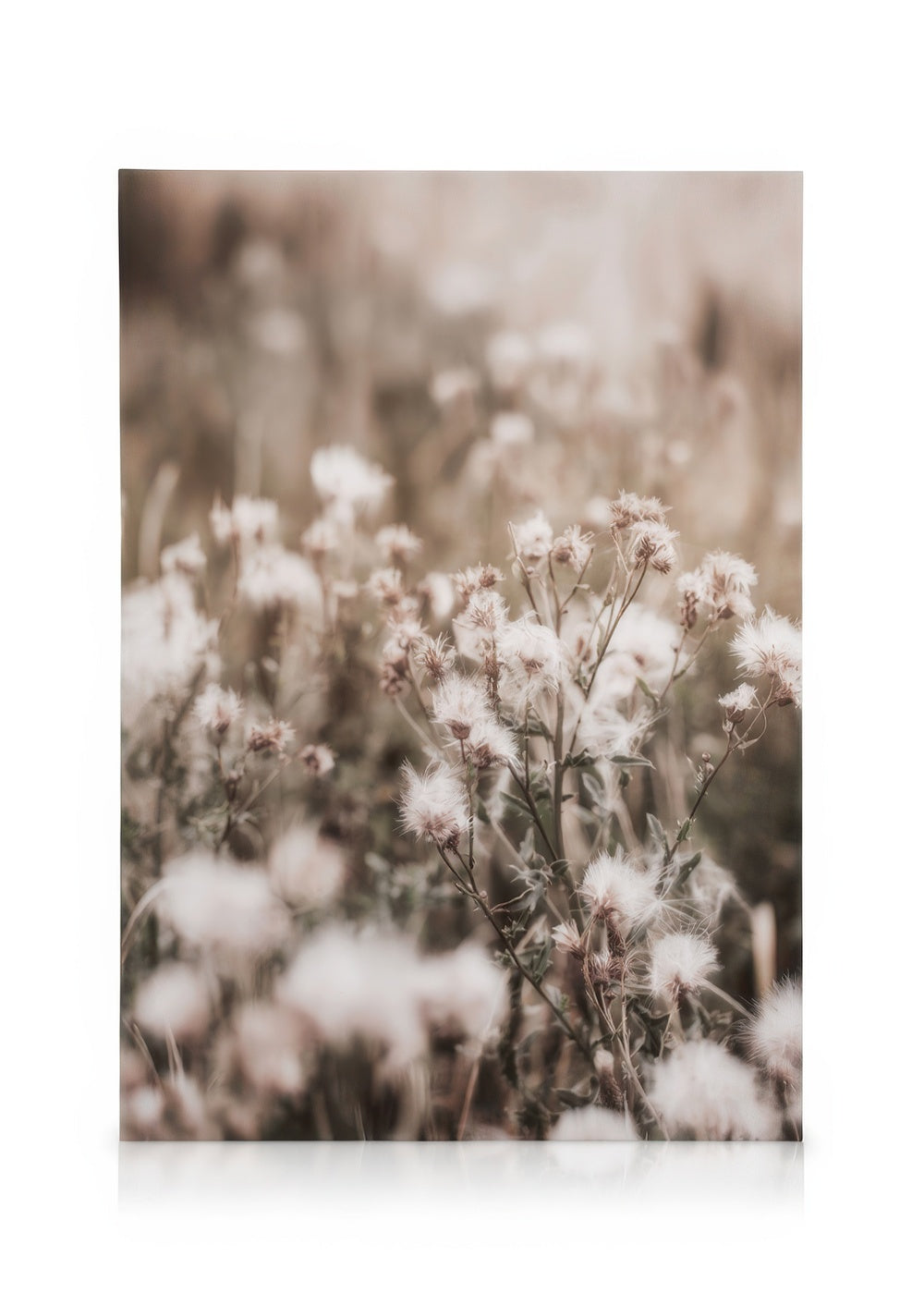 Dried Flowers on Field Canvas print