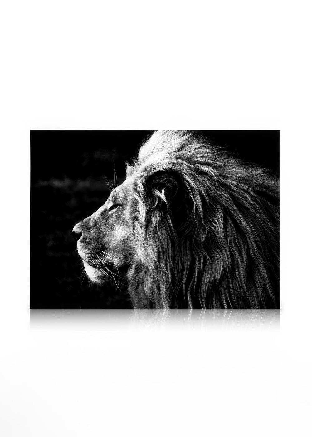 Lion B&W Canvas print