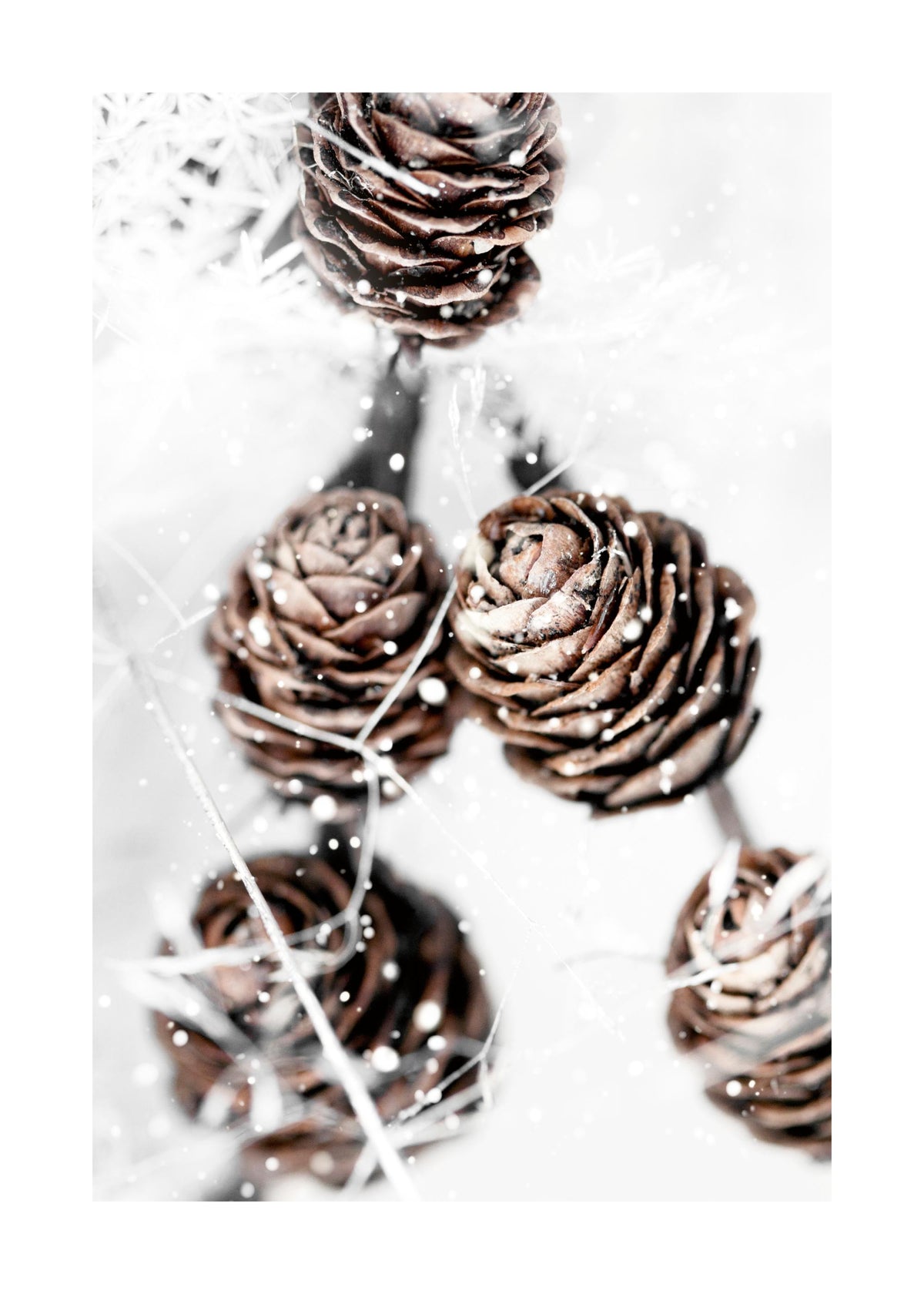 Winter Cones Print