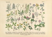 Victorian Garden No1 Print