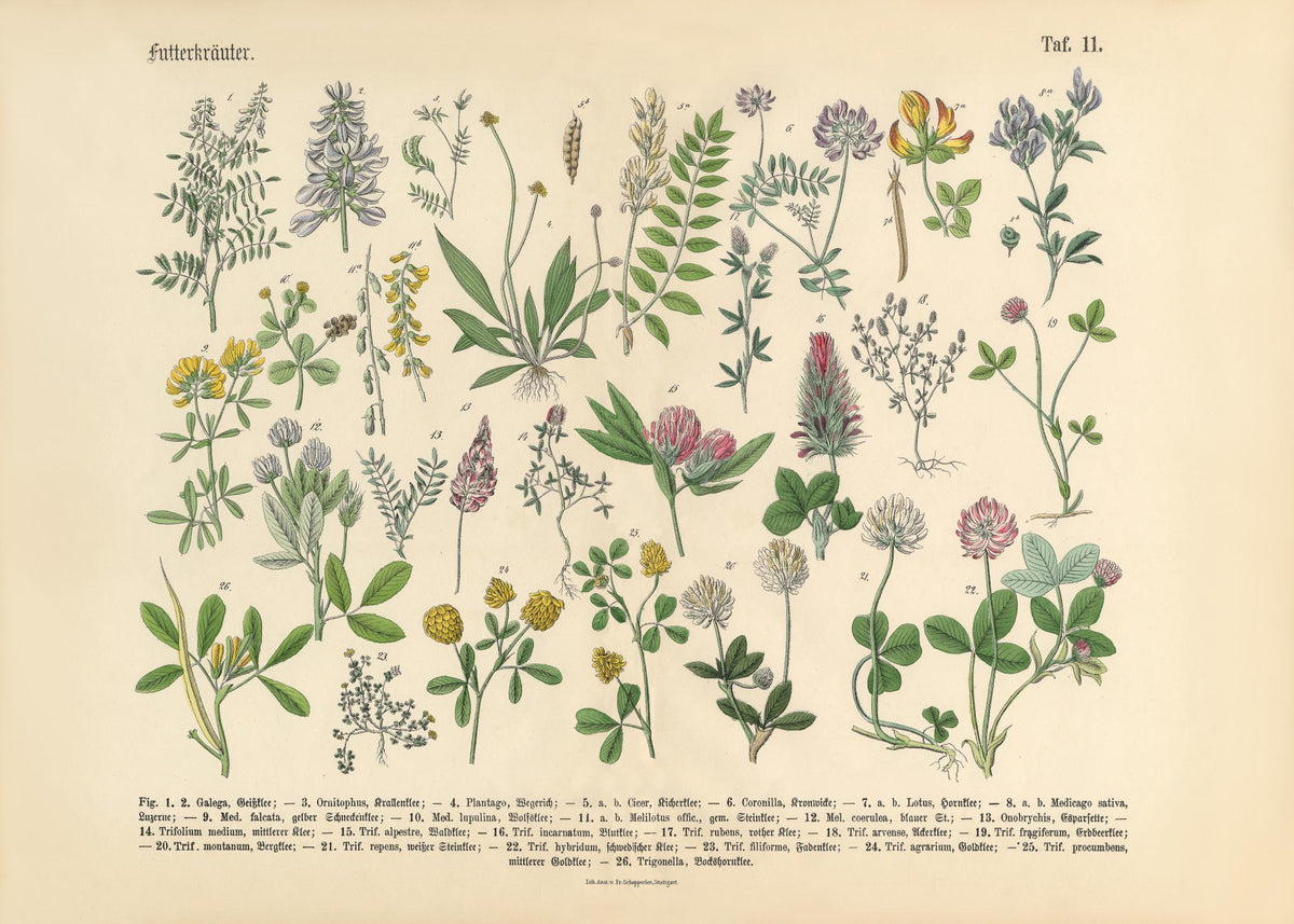 Victorian Garden No1 Print