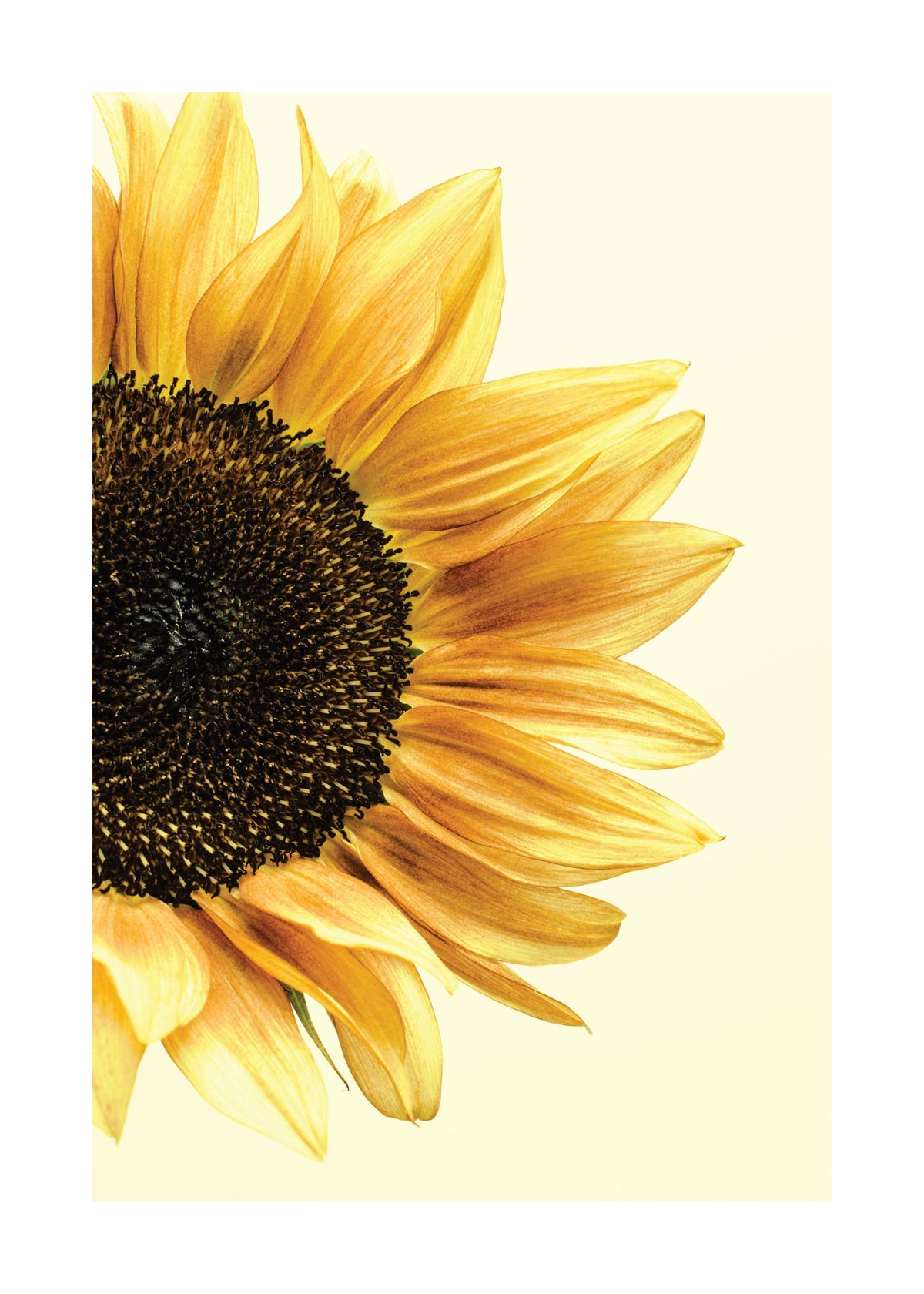 Sunflower Print
