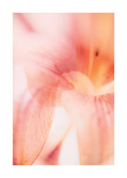 Coral Lily No1 Print