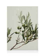 Sunny Olive Branch Canvas print
