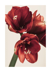 Amaryllis in Red Print