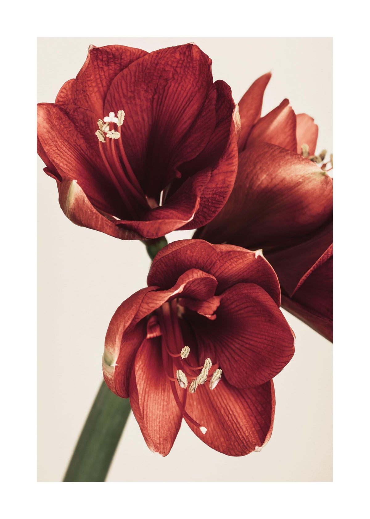 Amaryllis in Red Print