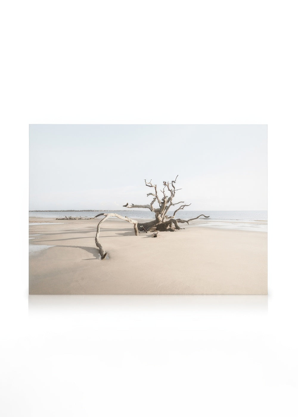 Driftwood Beach Canvas print