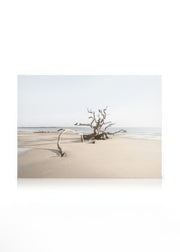 Driftwood Beach Canvas print