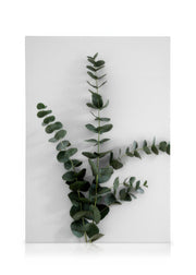 Eucalyptus Branch Three Canvas print
