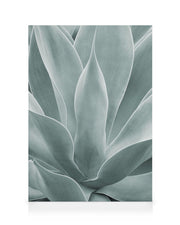 Agave Leaves No1 Canvas print