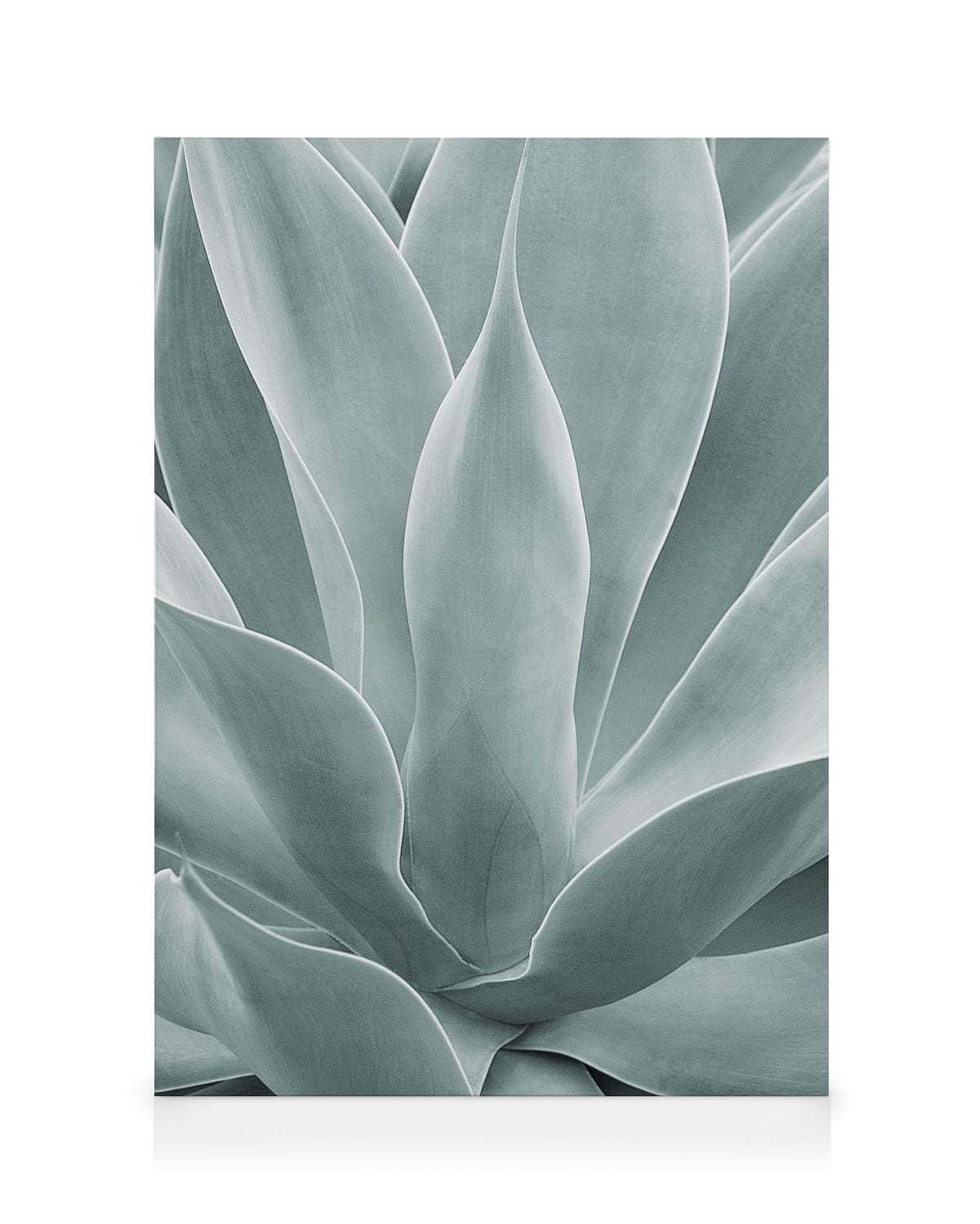 Agave Leaves No1 Canvas print
