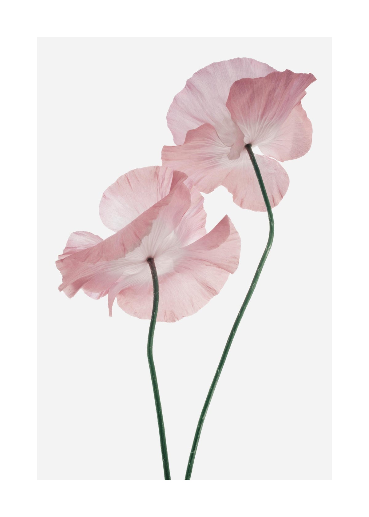 Pink Poppies Print