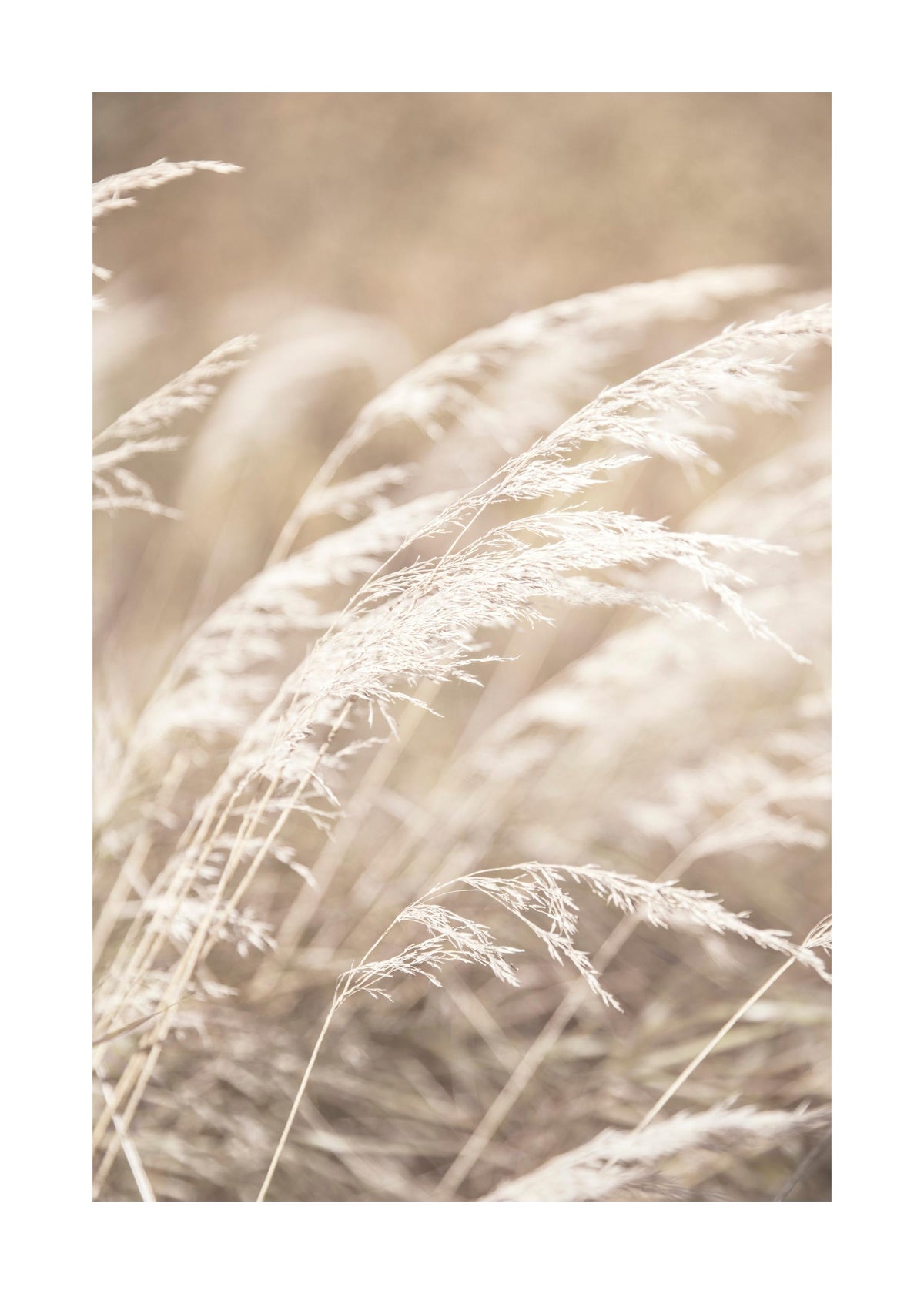 Dried Grass on Field No4 Print