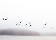 Birds Over Lake Print