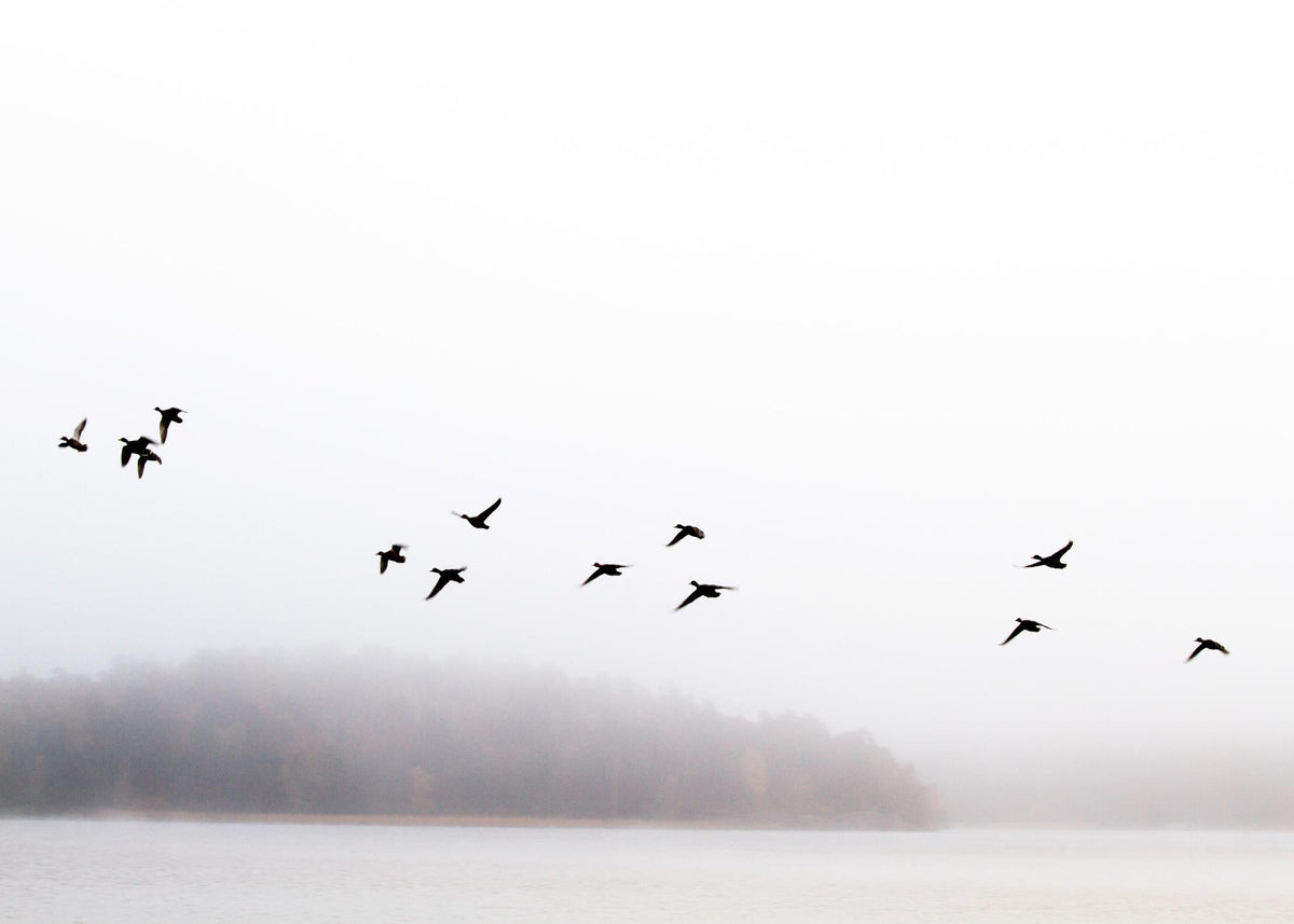 Birds Over Lake Print