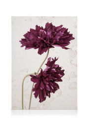 Purple Cosmos Flower Canvas print