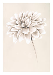 Painted Dahlia Print