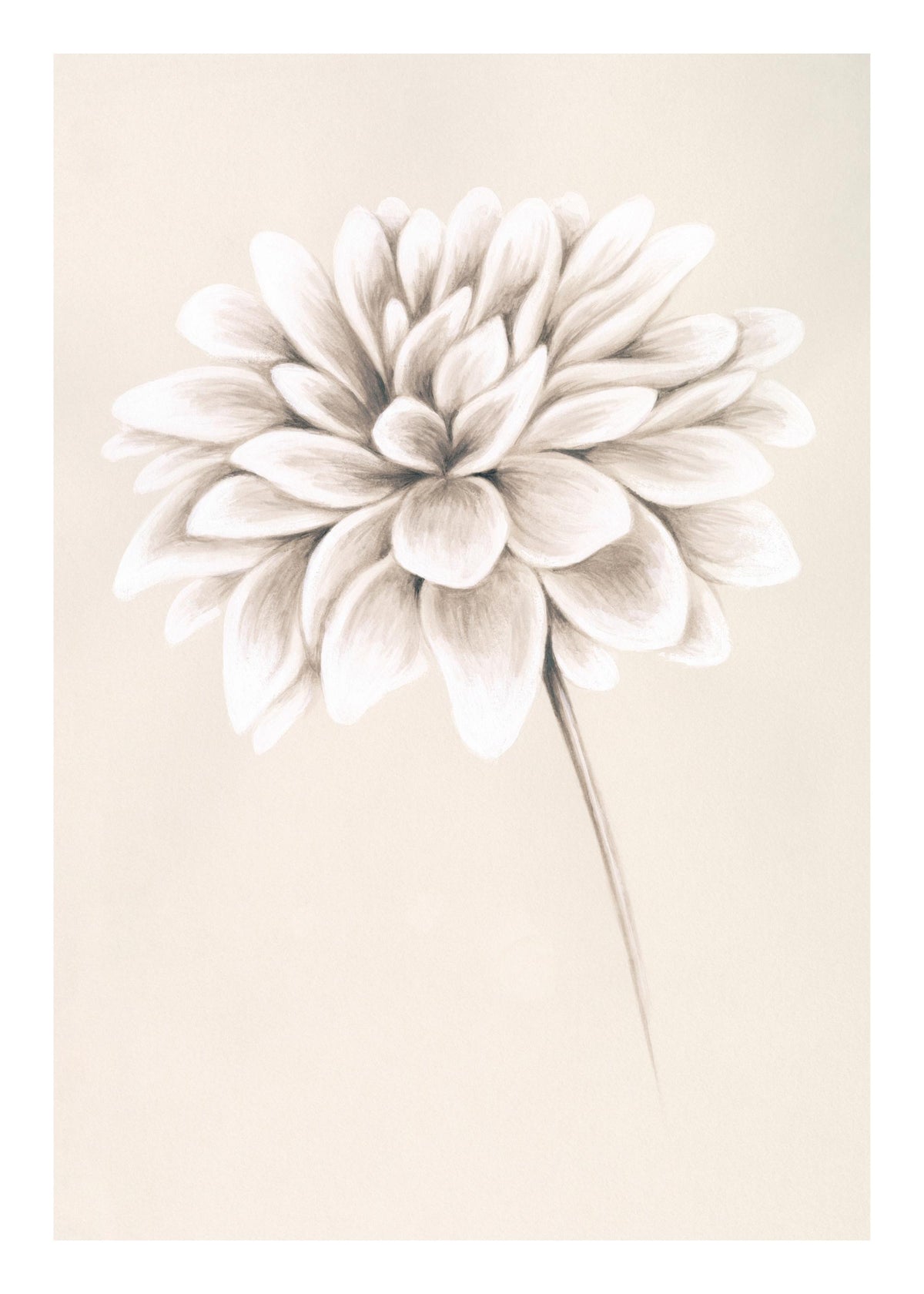 Painted Dahlia Print