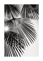 Sunlight Through Palm Leaves Print