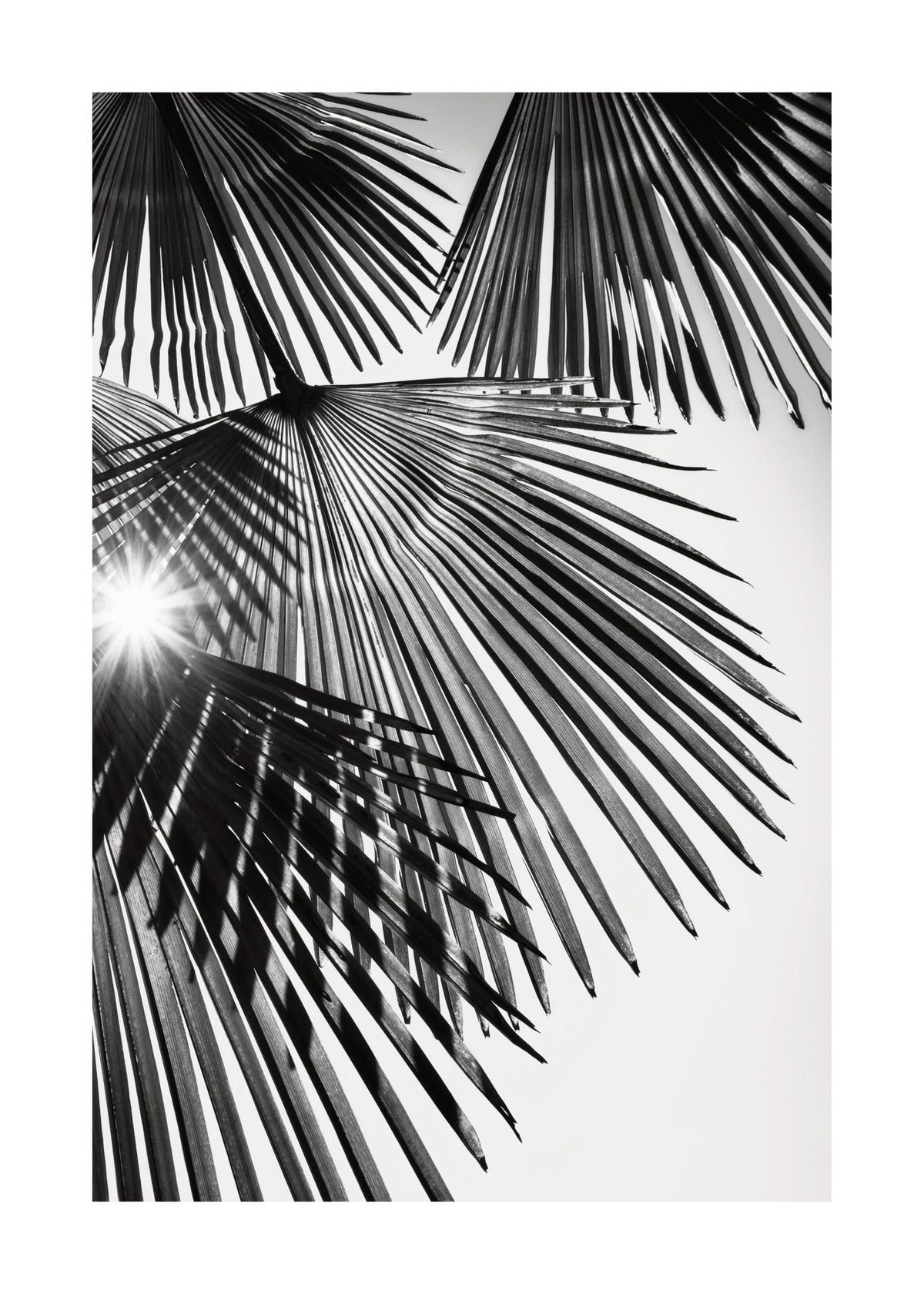 Sunlight Through Palm Leaves Print
