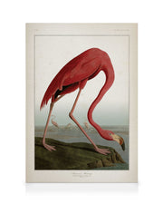 American Flamingo Canvas print
