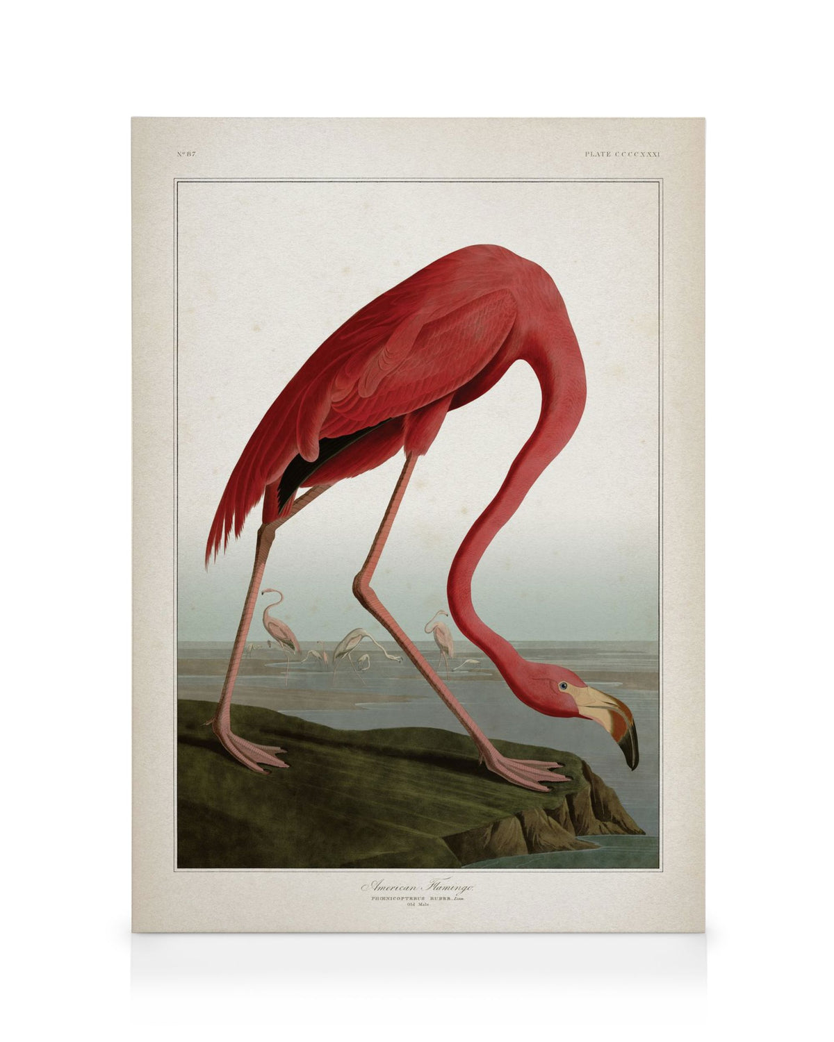 American Flamingo Canvas print