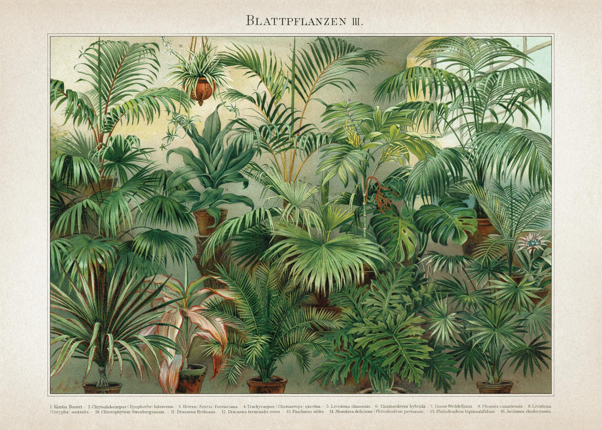Vintage Print Collection No8 Print