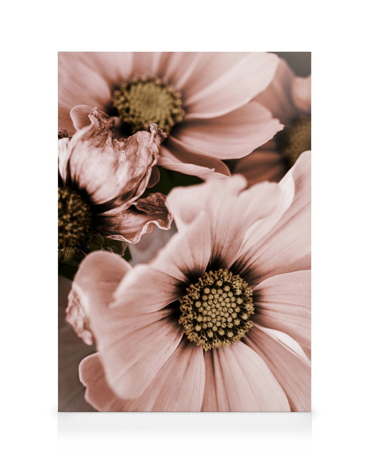 Lovely Pink Flowers Canvas print