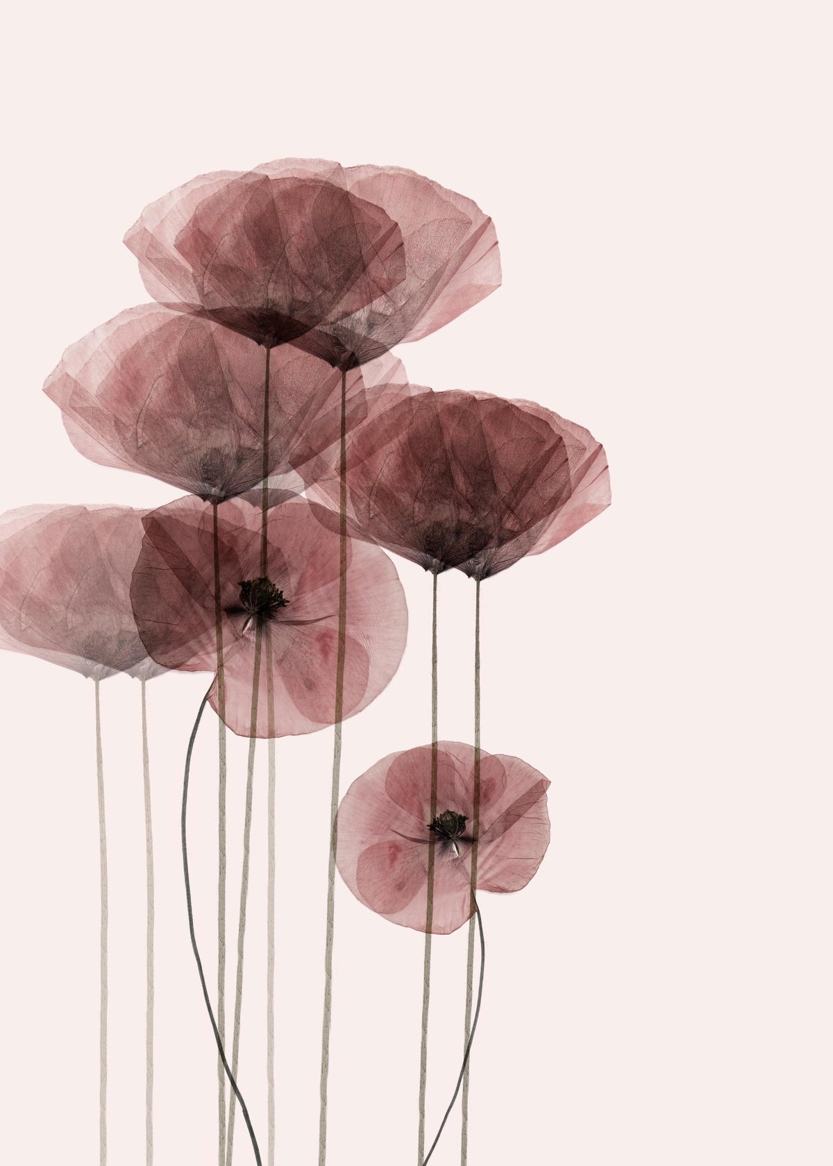Poppy Bunch Print