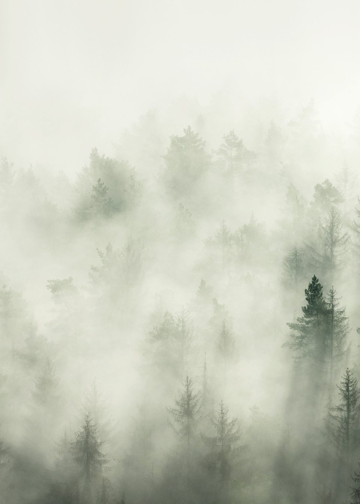Forest Veil No1 Print
