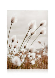 Moody Cottongrass Canvas print