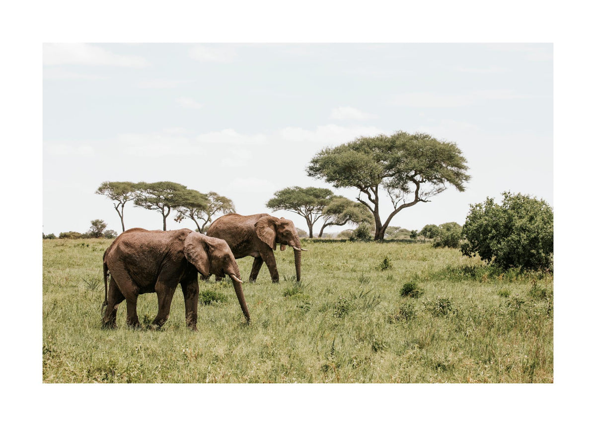 Elephants in the Wild Print