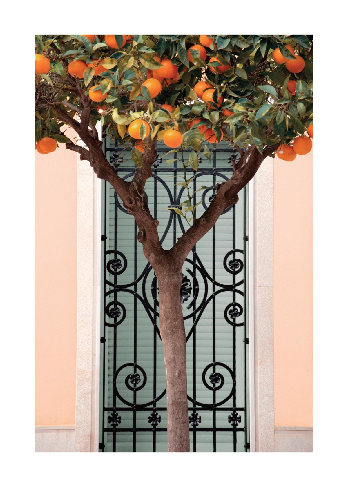 Orange Tree in Valencia Print
